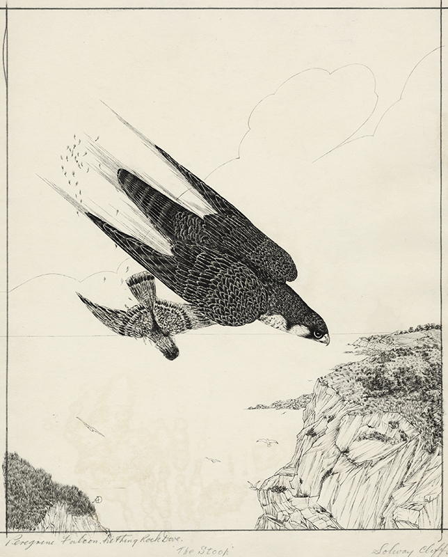 Peregrine Falcon, hitting Rock Dove - The Stoop - Solway Cliffs by Arthur James Dudley