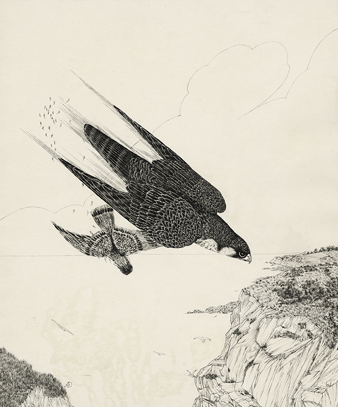 Peregrine Falcon, hitting Rock Dove - The Stoop - Solway Cliffs by Arthur James Dudley