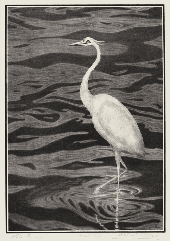White Heron by Alfred Rudolph