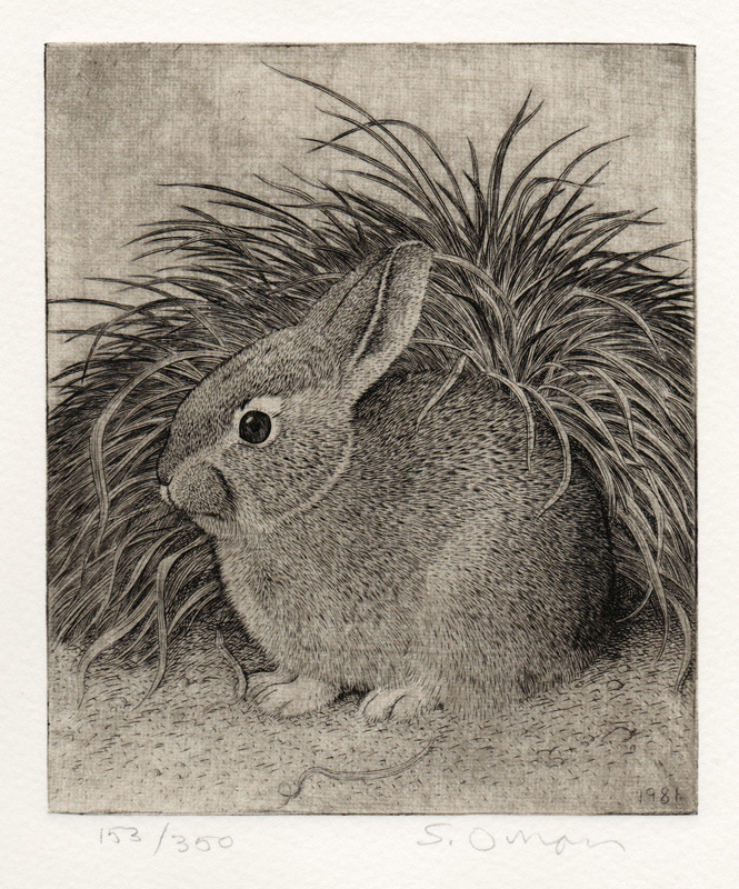 Untitled (rabbit in grass) by Sheridan Oman