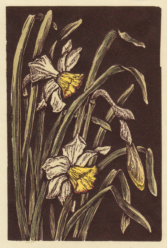 Daffodils by Charles OConnor