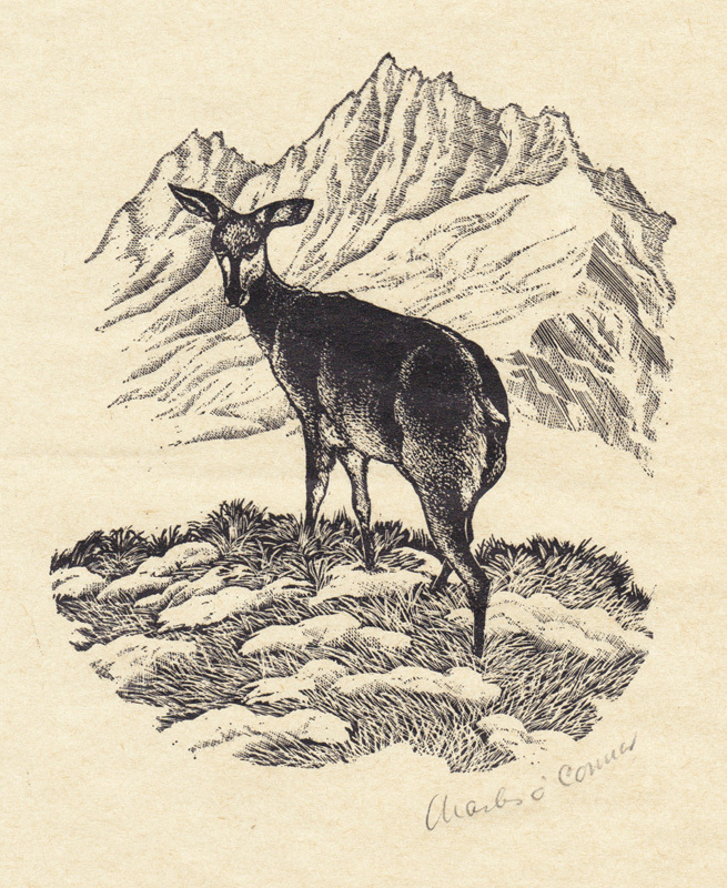 Untitled (Deer) by Charles OConnor