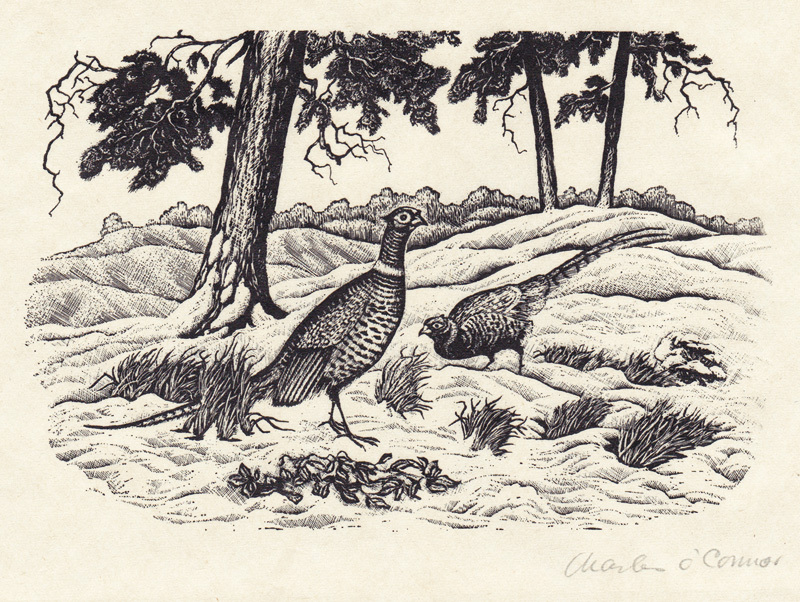 Ring Neck Pheasants by Charles OConnor
