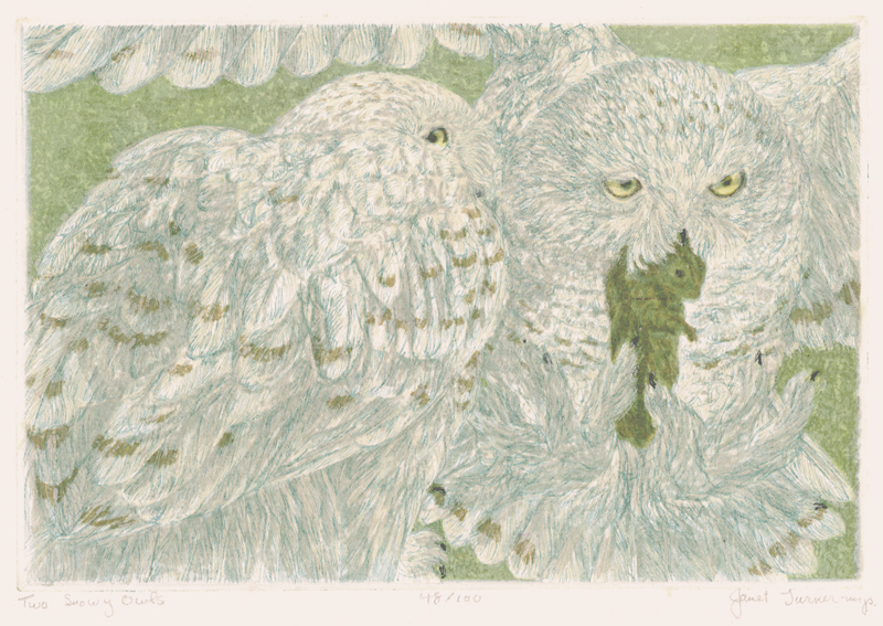 Two Snowy Owls by Janet Turner