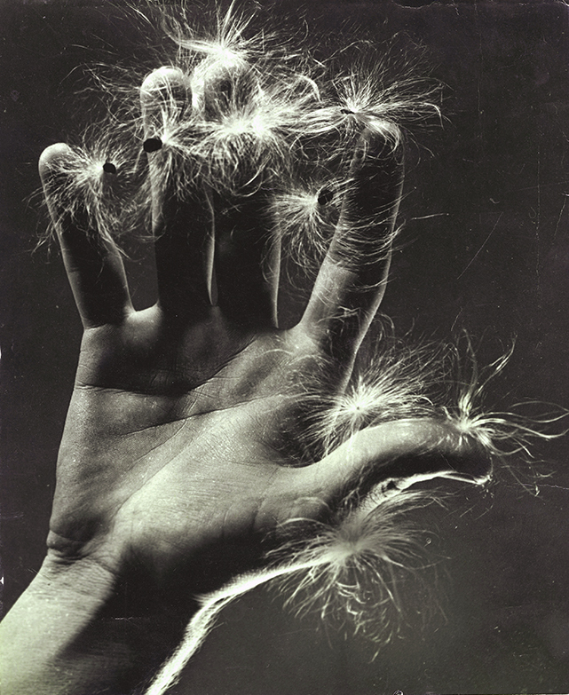 Milkweed (aka: Hand with Dandelion) by Ruth Bernhard