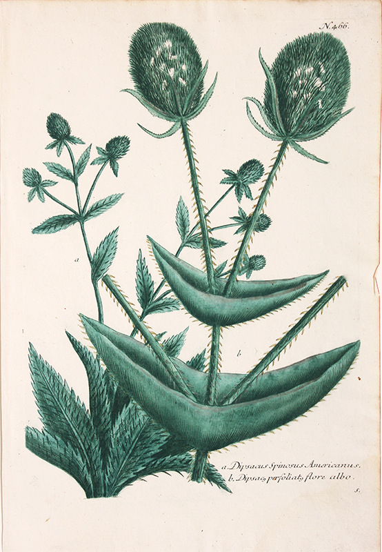 Dipsacus Spinosus Americanus by Johann Weinmann