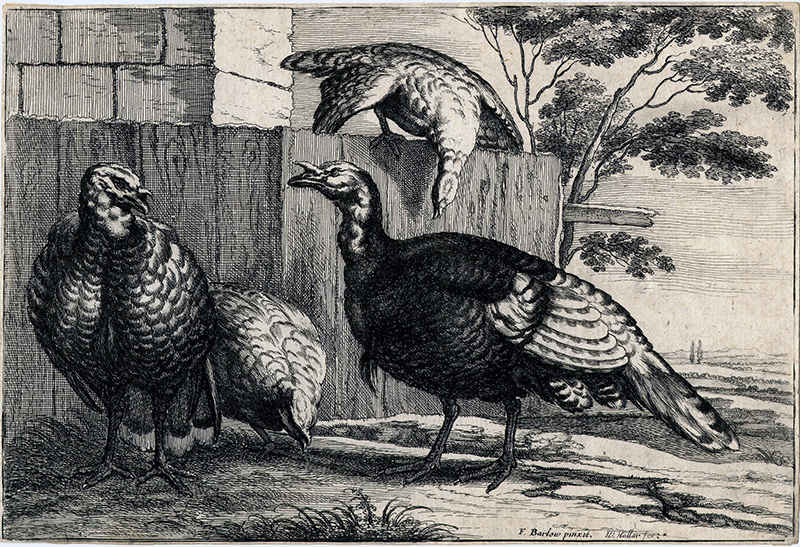 Four Turkeys by a Fence (after Francis Barlow) from Diversae Avium Species by Wenceslaus Hollar