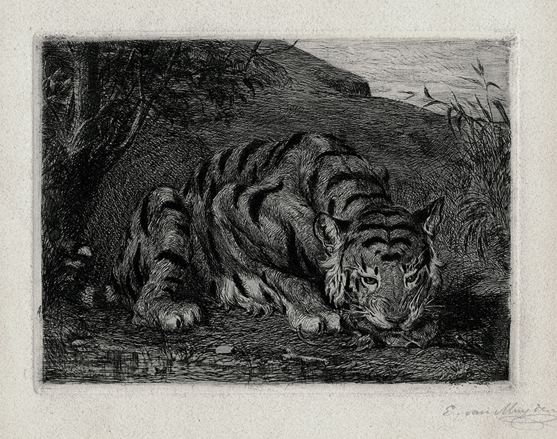 Tiger Devouring his Prey by Evert Louis van Muyden