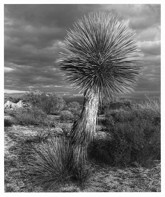 Untitled (Mojave yucca) by John Douglas Mercer