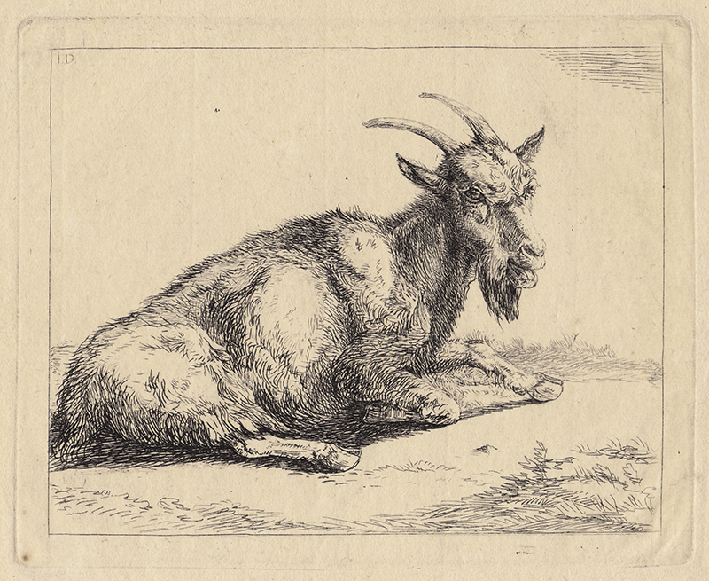 Geit (goat) by Jan Dasveldt