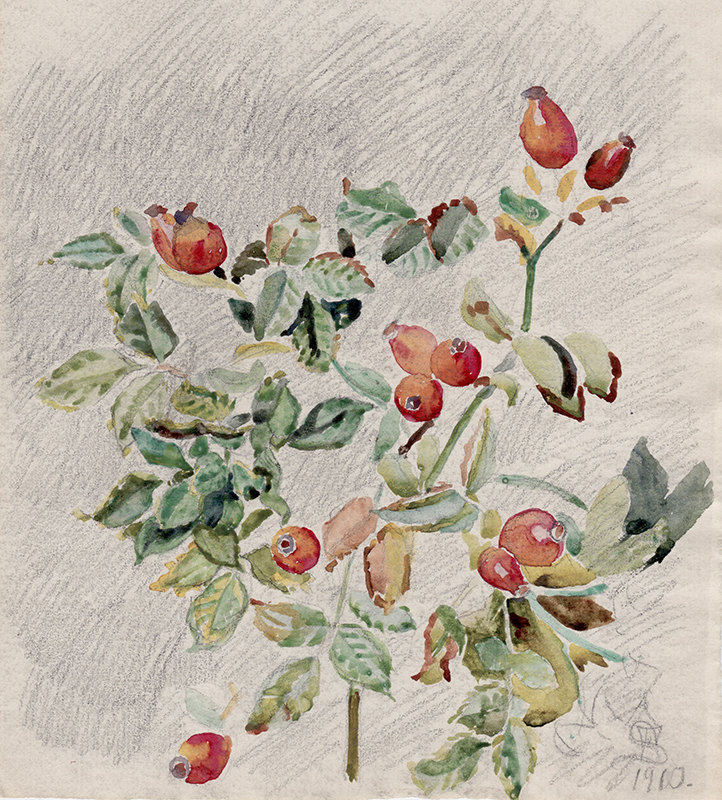 Untitled - rosehips by Fritz Christian Syberg