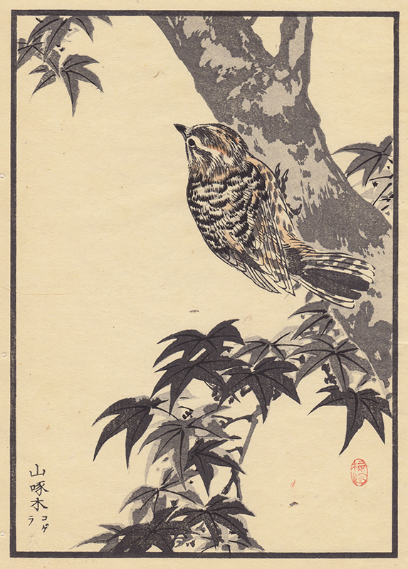 Illustration of a sparrow from Bairei Hyakucho Gafu - Baireis Album of 100 Birds by Bairei Kono