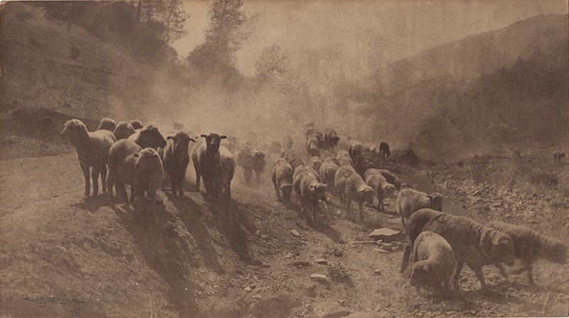 (Sheep on a dusty road) by William Seltzer Rice