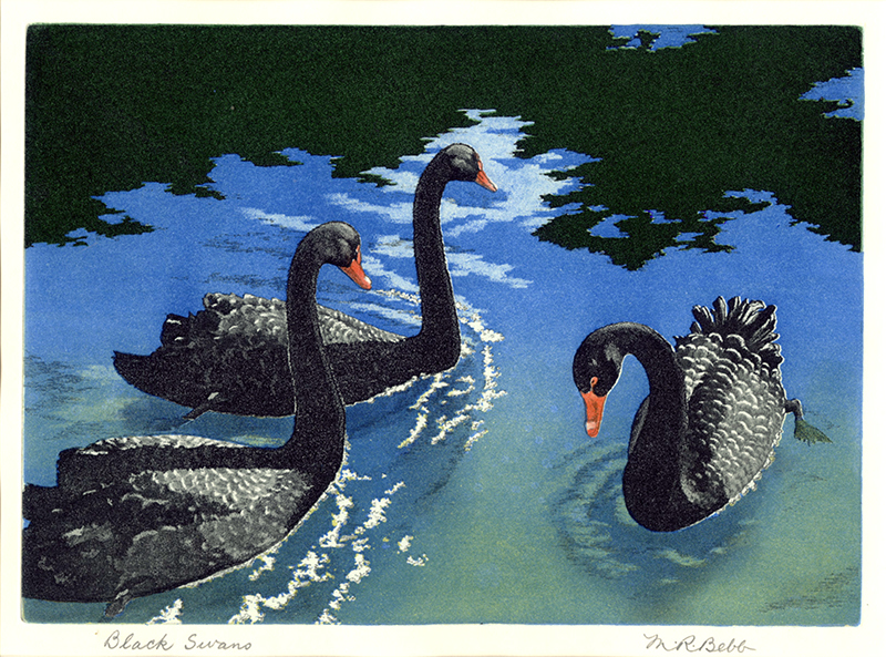 Black Swans by Maurice Bebb