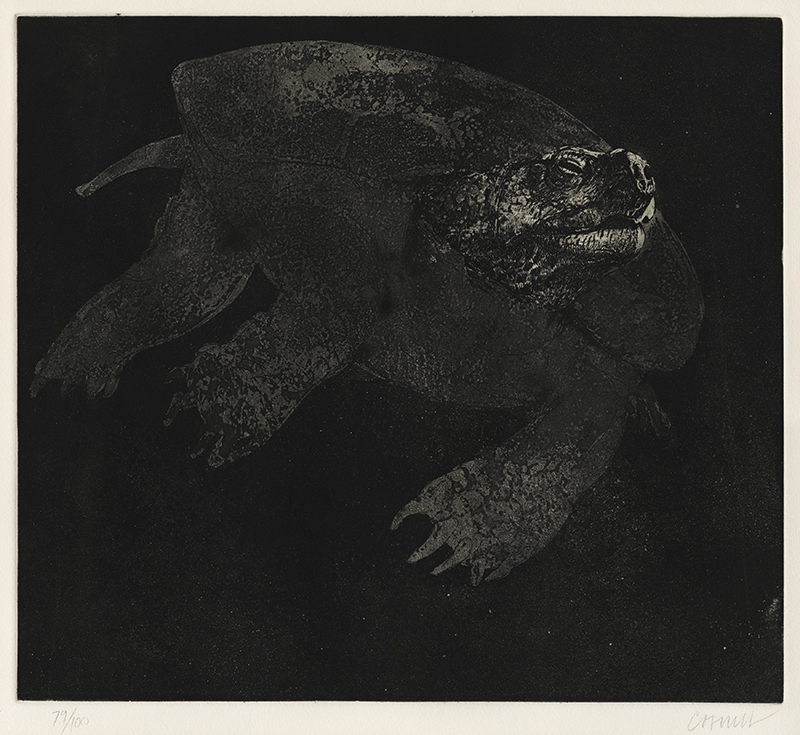 Snapping Turtle, Second State by Thomas Browne Cornell