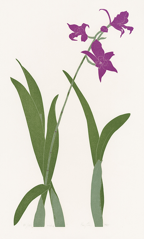 Orchid by Henry Herman Evans