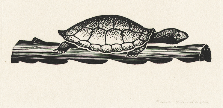 Turtle on a Log (illustration for The Road of a Naturalist) by Paul Hambleton Landacre