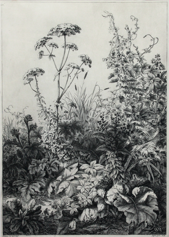 La Grande Berle (Water Parsnip) by Eugene Blery