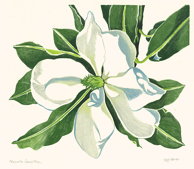 Magnolia Grandiflora by William Seltzer Rice
