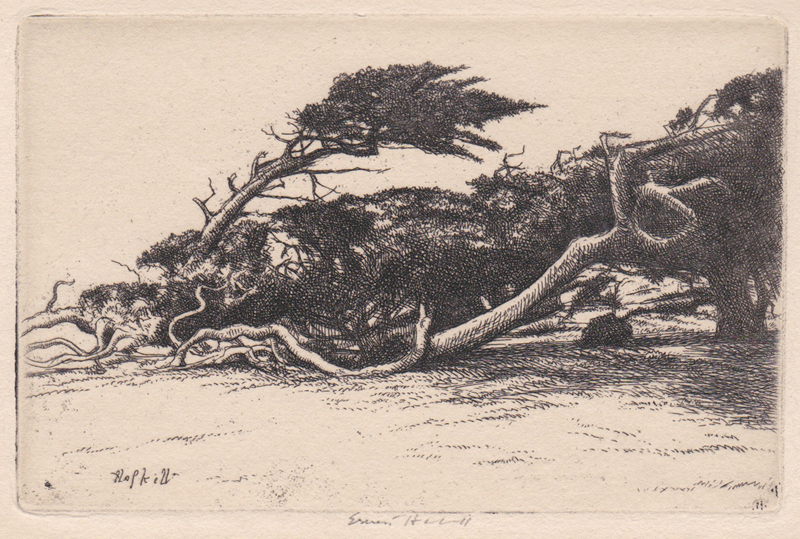 Wind Bent Cypress by Ernest Haskell