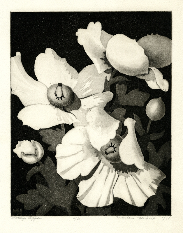 Matilija Poppies by Frances Marian Hebert