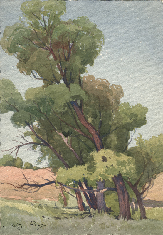 Willows near French Camp by William Seltzer Rice