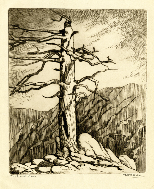 The Ghost Pine by William Seltzer Rice
