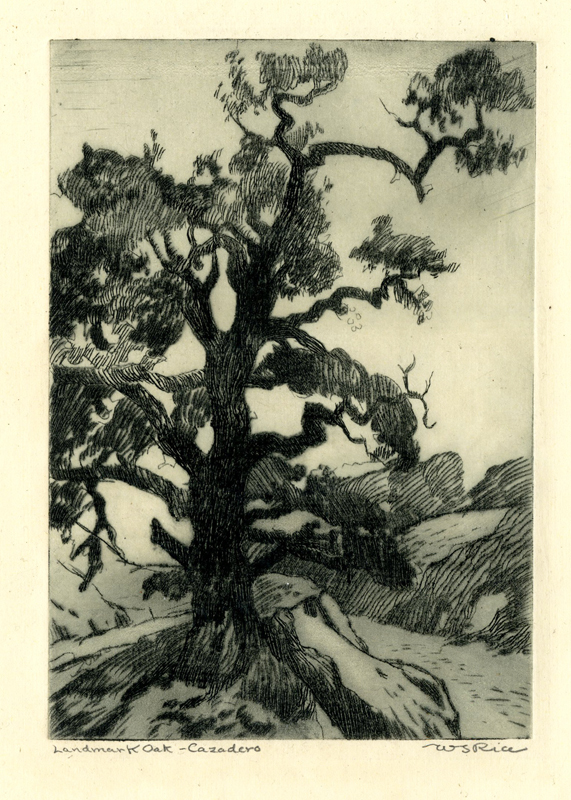 Landmark Oak-Cazadero by William Seltzer Rice
