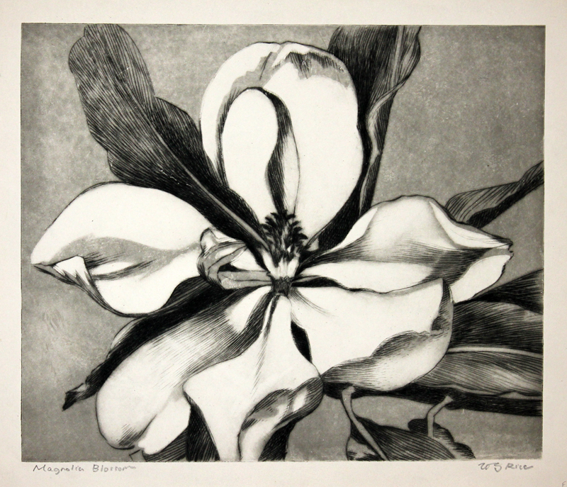 Magnolia Blossom by William Seltzer Rice