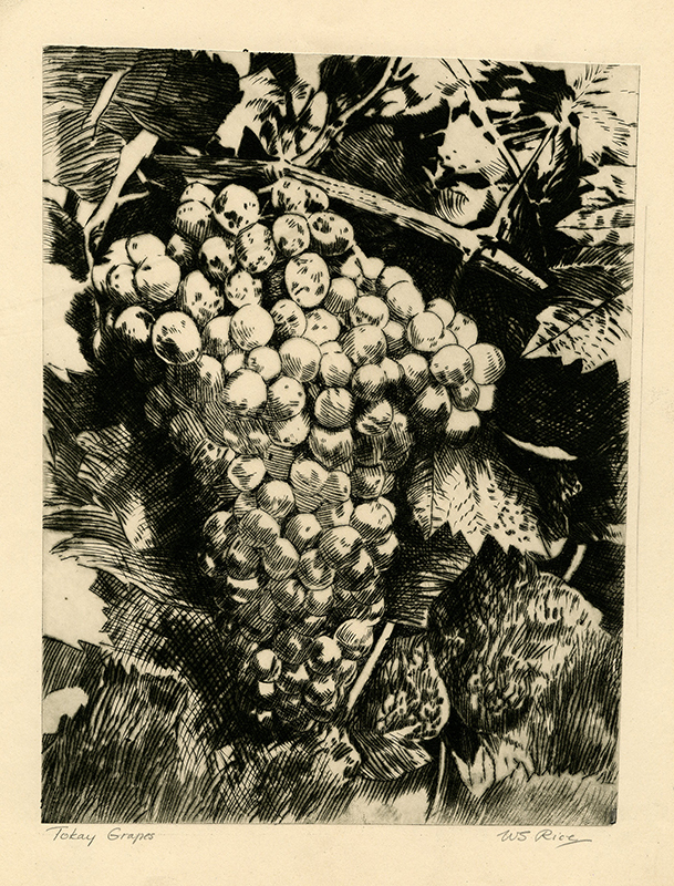 Tokay Grapes by William Seltzer Rice