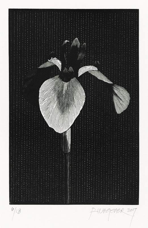 Iris Ensata by Richard Wagener