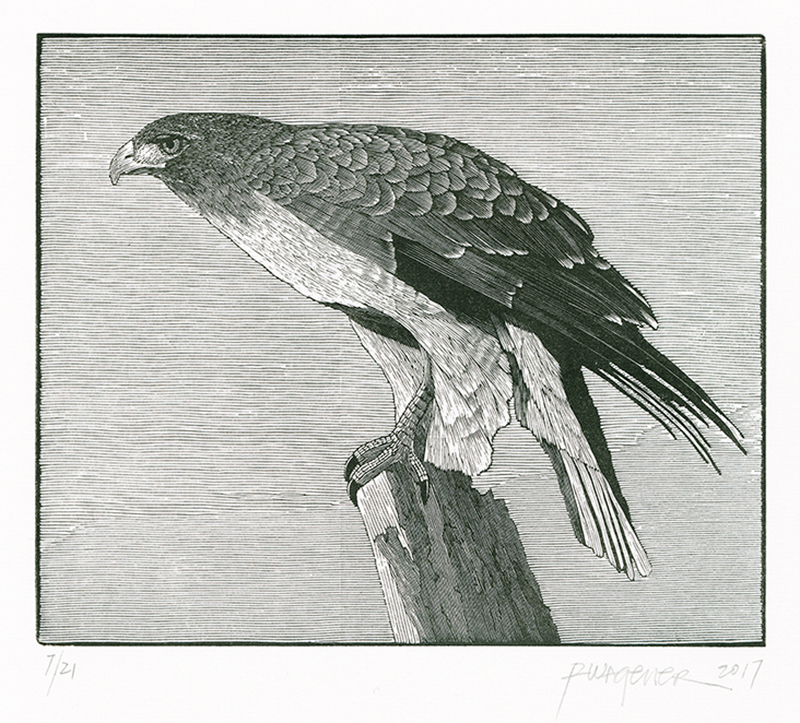 Sonoma Hawk by Richard Wagener