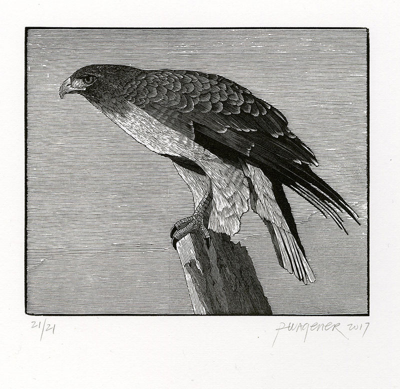 Sonoma Hawk by Richard Wagener