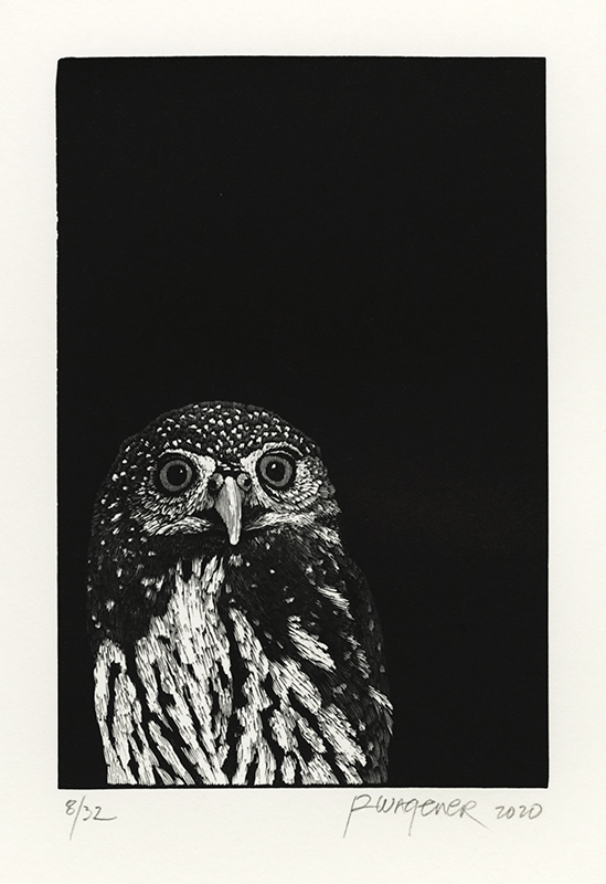 Northern Pygmy Owl by Richard Wagener