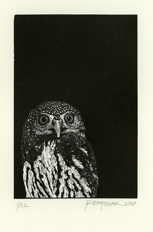 Northern Pygmy Owl by Richard Wagener