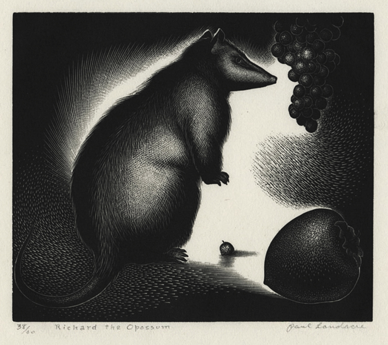 Richard the Opossum by Paul Hambleton Landacre