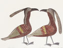 Two Birds with Plumes by Kenojuak Ashevak
