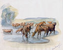 (cows at watering hole) by Elline Eyermann Asisoff