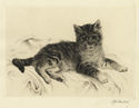 (Tabby kitten) by Kurt Meyer-Eberhardt