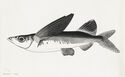 (Sailfin flying fish) by Howard E. Hammann