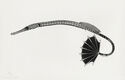 (Banded pipefish) by Howard E. Hammann