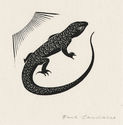 Lizard in the Sun (illustration for Farewell Thou Busy World) by Paul Hambleton Landacre