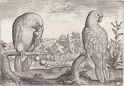 Parrots (from the series Avium Vivae Icones) by Adriaen Collaert