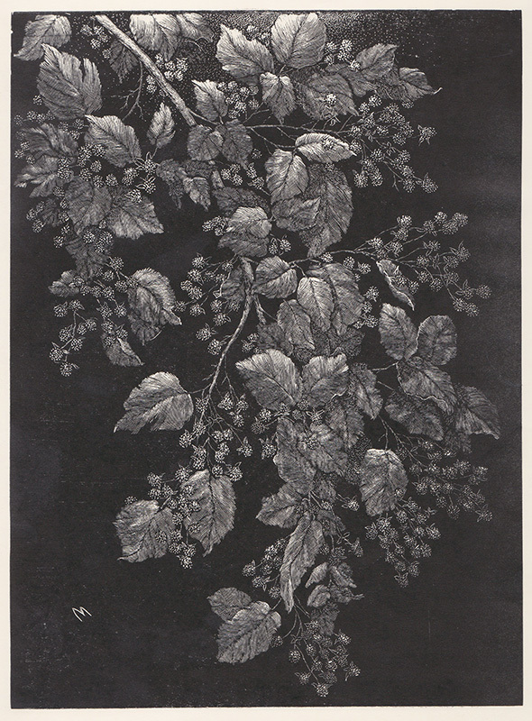 Blackberries by Leo Meissner