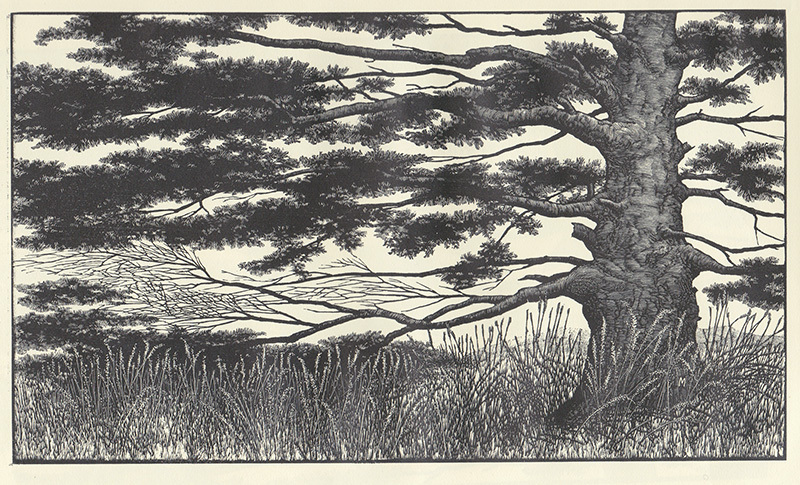 Spruce by Leo Meissner