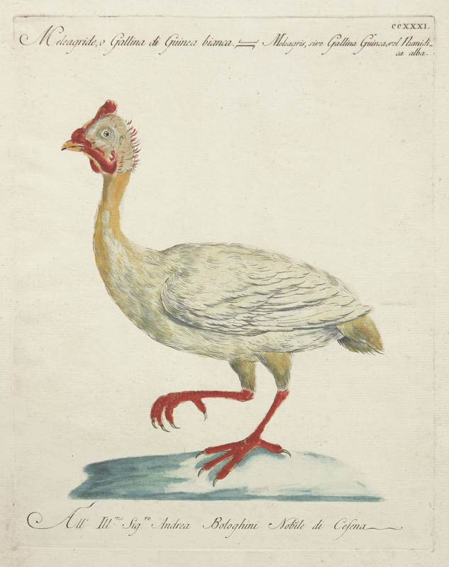 Meleagride, o Gallina di Guinea bianca... (White Guinea Hen) by Xaviero Manetti