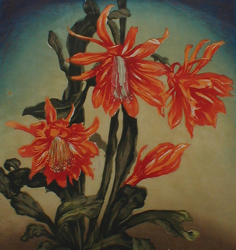 (Christmas Cactus) by Hugo Noske