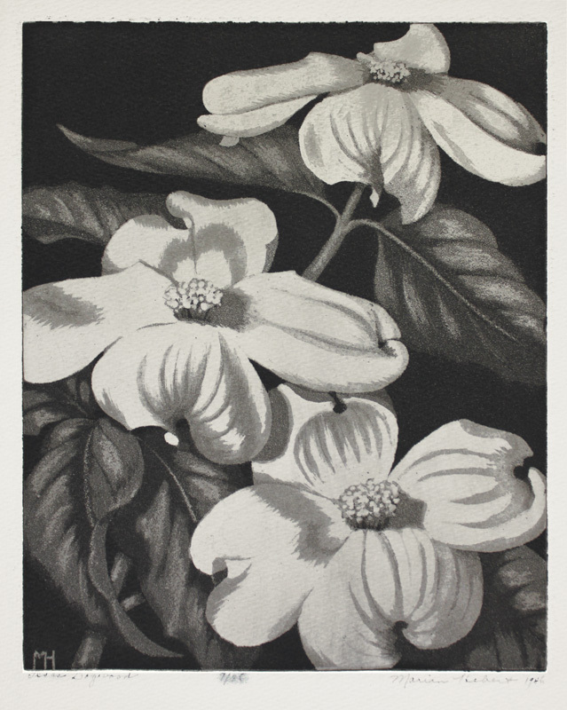 Texas Dogwood