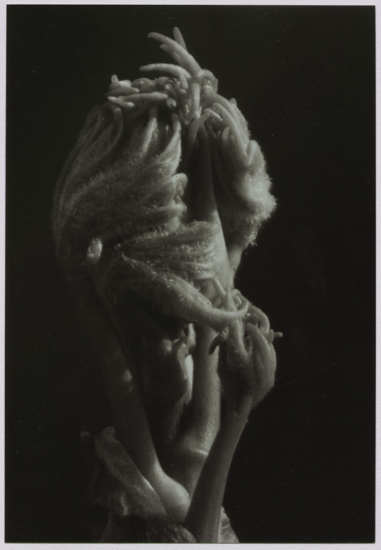 Tree Peony Bud (from the Peony portfolio of 14 images) by Minor White