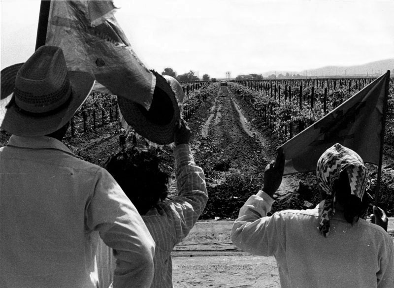 (grape strike at vineyard) by Peter Goddard